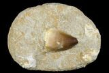 Mosasaur (Prognathodon) Tooth In Rock - Morocco #179279-1
